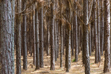 Plantation of pine trees