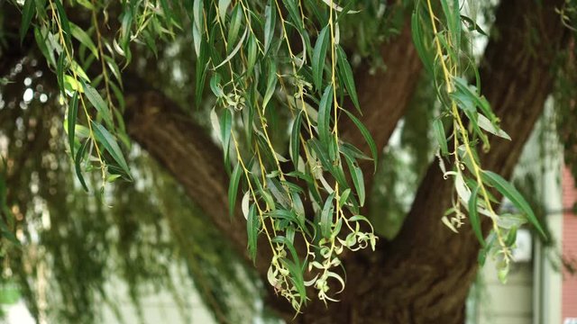 Weeping willow tree with swaying branches with green foliage in the wind. Close-up.