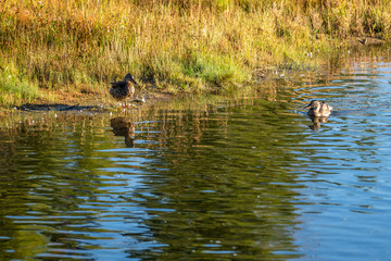 Ducks in the river