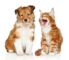 Cat and dog together