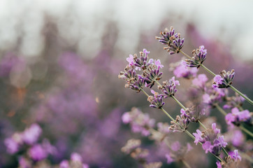 lavender flowers close up