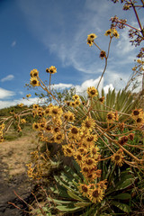 The beautiful yellow flowers of the exotic frailejon plant, captured at the highlands of the Andean mountains of central Colombia.