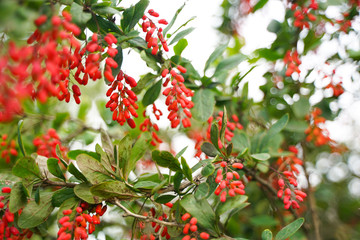 Tree barberries with leaves in the city park background with nobody