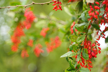 Tree barberries with leaves in the city park background with nobody