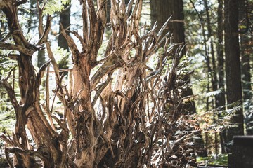 Tree Roots