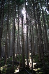 forest in fog