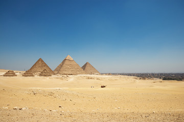 Tourists on camels are seeing Giza pyramids