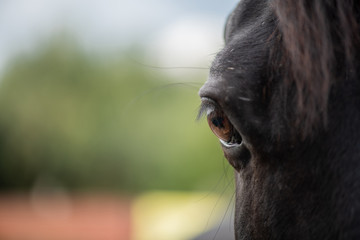 Right brown eye with eyelashes of young black purebred racehorse