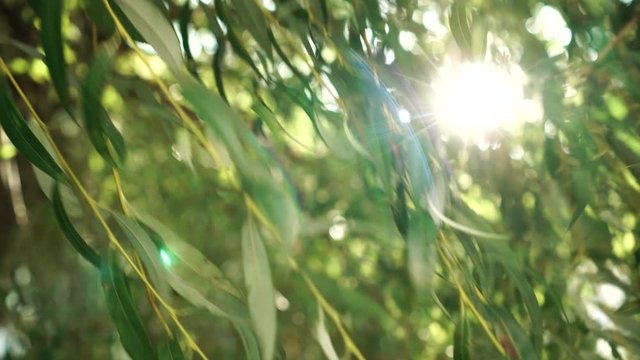 A ray of sunlight sparkles through the branches of a weeping willow. Foliage sways in the wind. Beautiful evening view