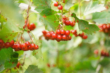 fruits of viburnum in the green garden, branches with leaves.