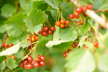 fruits of viburnum in the green garden, branches with leaves.