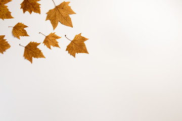 Background with colorful autumn leaves and place for text