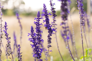 Lavendel flower and a bee