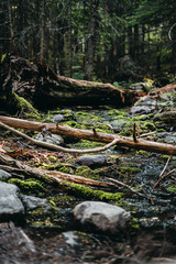 Fototapeta premium Creek in the forest