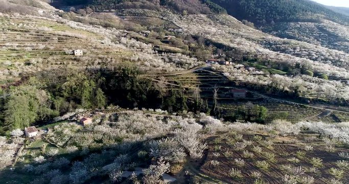 Aerial video of cherry blossoms with mountains in the Valle del Jerte