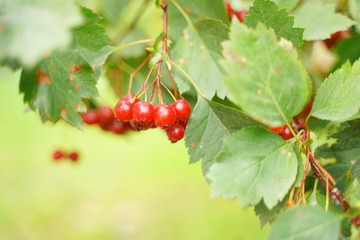 fruits of viburnum in the green garden, branches with leaves.