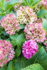 Pink hydrangeas with green leaves