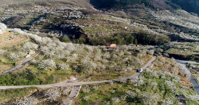 Aerial video of cherry blossoms with mountains in the Valle del Jerte