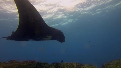 Graceful Black Manta Ray Close Up Swimming Overhead With Mouth Closed, Cephalic Fins Open & Fin Wings Spread Wide Showing Belly Markings In Blue Sea Water & Sunlit Sea Surface. Big Ray Marine Life
