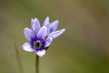 Macro photography of the tiny Gentianella corymbosa flowers, captured at the Teatinos paramo in  the highlands of the Andean mountains of central Colombia.