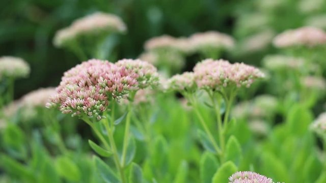 Beautiful slow motion decorative garden Sedum spectabile Flowers or stonecrop blossoming at autumn. Soft focus. Flower card background