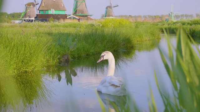 Swan at Windmills in Netherlands