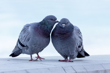 A pair of wild, urban pigeons (Columba livia domesica)