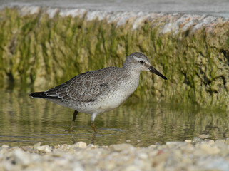 bécasseau maubèche