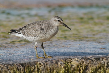 bécasseau maubèche