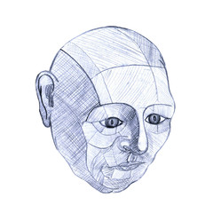 human head, technical pencil drawing