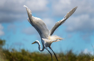 Crane in Flight Everglades Florida - 291050860