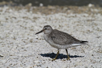 bécasseau maubèche