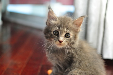 Domestic pedigree Maine Coon cat.