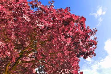 Beautiful fantasy view on purple and pink infrared tree shots at a forest