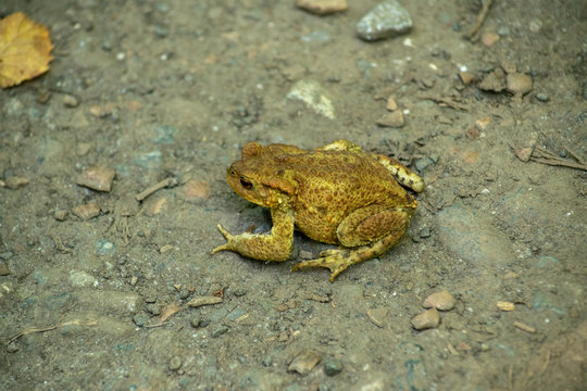 Common Brown Toad sitting on a footpath