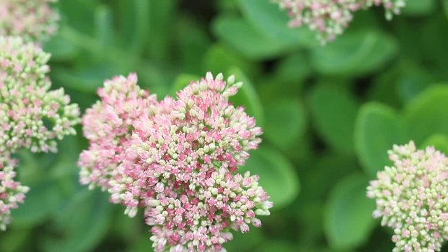 Beautiful slow motion decorative garden Sedum spectabile Flowers or stonecrop blossoming at autumn. Soft focus. Flower card background
