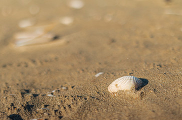 sea shell on the beach sand with shadow makro