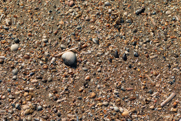 sea shells on the beach