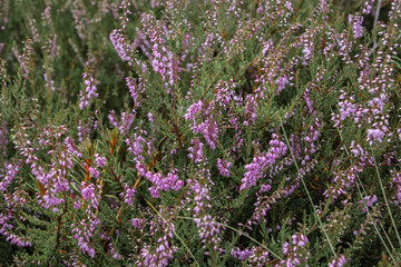 Fototapeta premium Heath preserve
