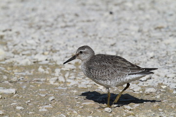 bécasseau maubèche