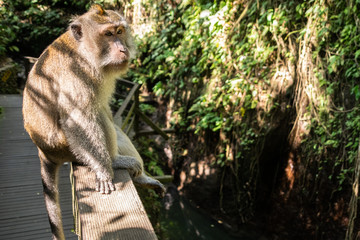 Obraz premium Monkey 2