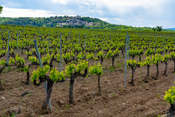 Fototapeta na wymiar Production of rose, red and white wine near small town Lacoste in Provence, South of France, vineyard in early summer