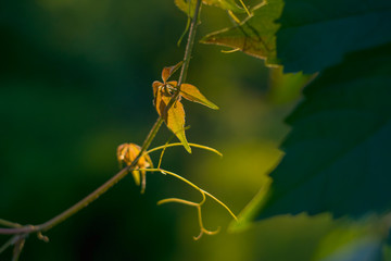 A thin branch of wild wine, translucent, green, yellow, setting sun, warm colors, bokeh flares, blurred trees in the background