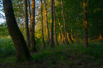 Landscape, forest, the setting sun illuminates the tops of the trees in the forest, park, greenery, sunset, nature