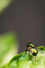 Fliege