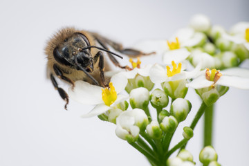 Biene weiß © JMormul