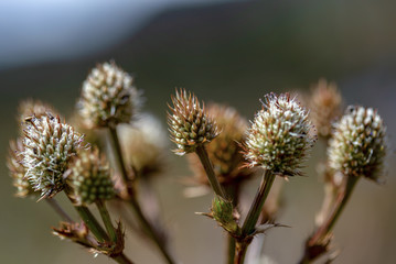 Macro photography of some paramo flowers, captured at the Teatinos paramo in the higlands of the Andean mountains of central Colombia.