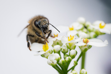 Biene weiß © JMormul