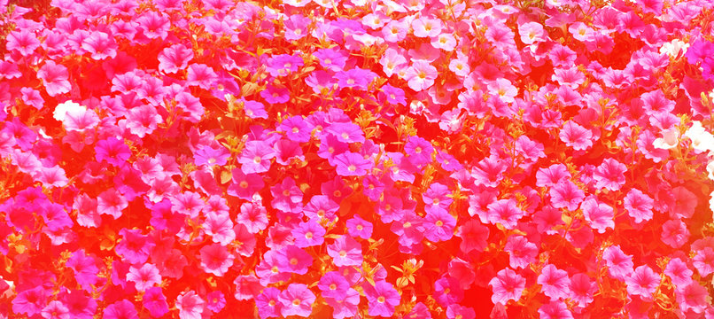 Vibrant colorful red pink white petunia background, texture, pattern and wallpaper. Summer flowering plants with warm autumn and winter colors and tone.
