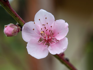Macro photography of pink peach flowers, captured at the Andean mountains of central Colombia.
